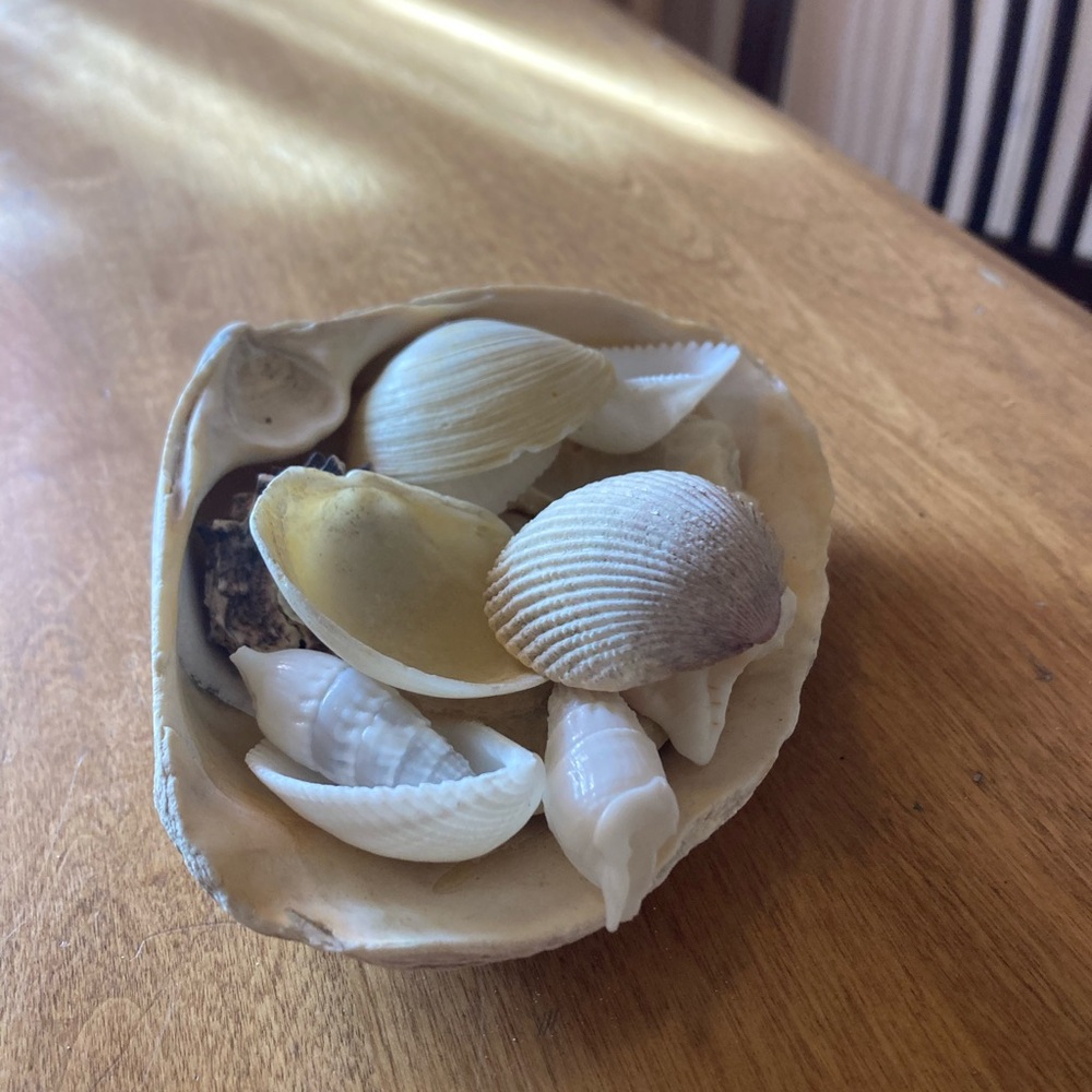 Small clam shell filled with shells